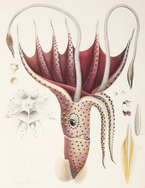 Umbrella squid, 1835–1848 (Plate)