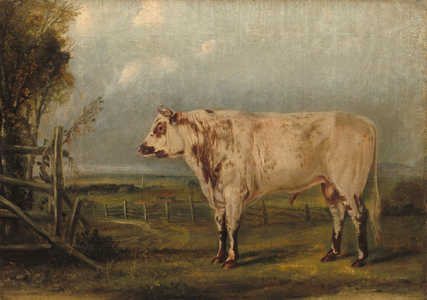 A Young Bull, c.1849 (oil on canvas)