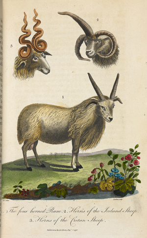 1. The four horned ram. 2. Horns of the Iceland sheep. 3. Horns of the Cretan sheep.