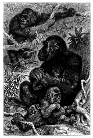 Gorilla