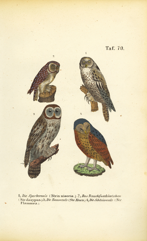 Four European Owl Species, 1850 (lithography)