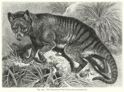 The Tasmanian Wolf (Thylacinus Cynocephalus) (engraving)
