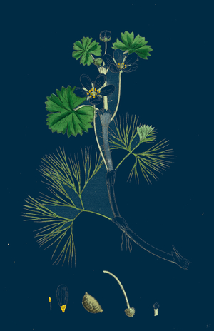 Rhamnus Catharticus; Purging Buckthorn