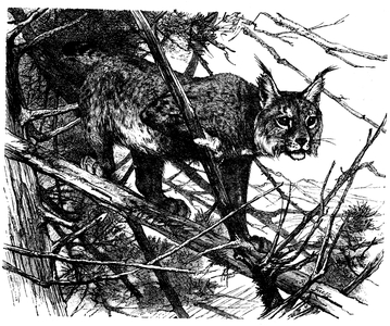 Lynx