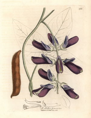 Purple flowered cowhage dolichos, Dolichos pruriens, from a botanical illustration by James Sowerby from William Woodville and Sir William Jackson Hooker's "Medical Botany" 1832 (handcoloured copperplate engraving)
