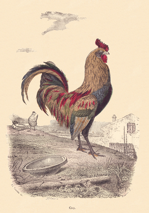 ALPHABET ILLUSTRATES BIRDS Rooster, 1912 (illustration)