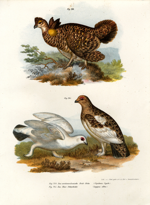 Pinnated Grouse, 1864 (colour litho)