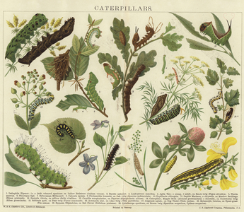 Caterpillars (colour litho)
