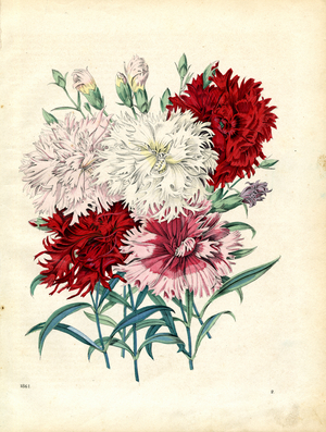 Garden Carnations in Various Colors (hand-coloured litho)