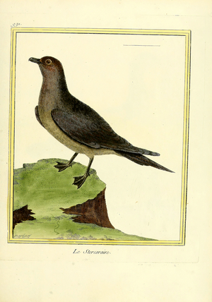 Skua (print)