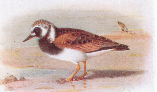 Turnstone, from Birds of the British Isles and Their Eggs published by Frederick Warne & Co Ltd, 1958 (colour litho)