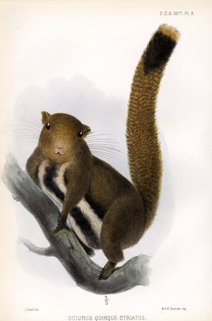 Five-striped Squirrel (print)