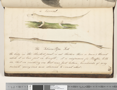 Page 194. A lizard; the Tobacco Pipe fish, 1810-17 (w/c & manuscript text)