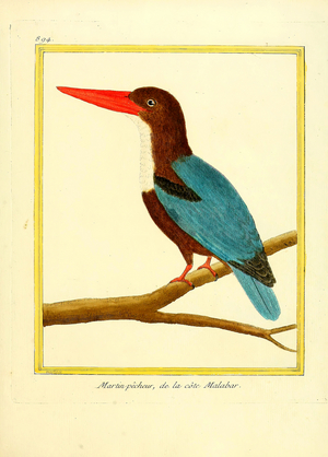 Kingfisher from the Malabar Coast (print)