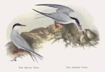 The Arctic Tern, The Common Tern (chromolitho)