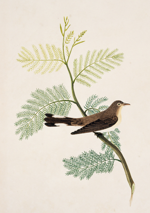 Ficedula parva