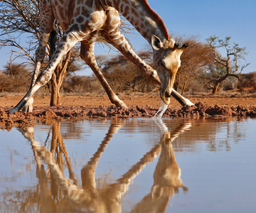 Narcissus (drinking giraffe), 2019 (photograph)