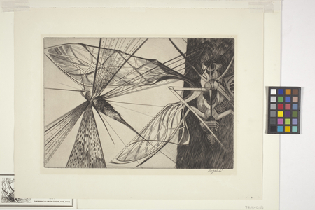 Locust, 1954 (engraving on cream laid paper)