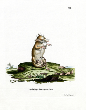 Short-tailed Opossum (coloured engraving)