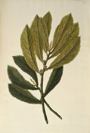 Elatostema rugosum