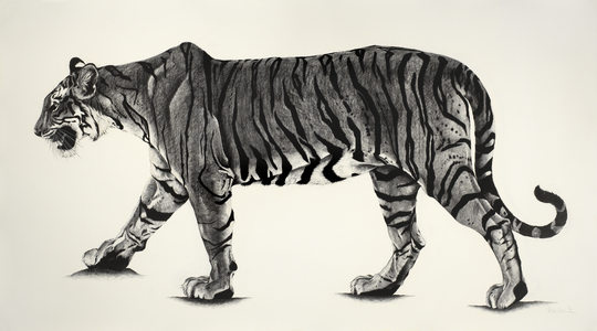 Large T19 from Ranthambhor, 2015, (charcoal on paper)