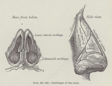 Cartilages of the nose (engraving)