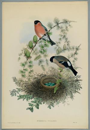 (colour litho)