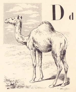 D for Camel, 1901 (illustration)