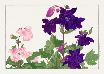 Aquilegia flower from ""Seiyou Sokazufu"", 1917 (woodblock print)