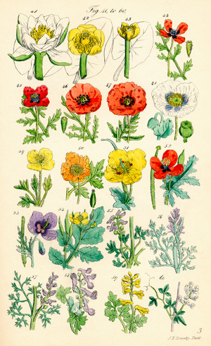 Page of colour illustrations from British Wild Flowers after a work by J. E. Sowerby and C. P. Johnson