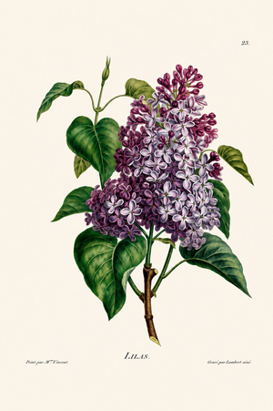 Purple Lilac Blossom Study (engraving)