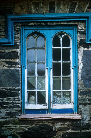 Cat At A Window Of A House (photo)