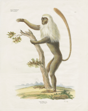 Silvery Lutung in a tree (hand-coloured litho)