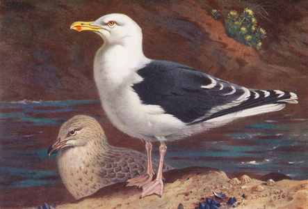 Great Black-Backed Gull (adult and young) (colour litho)