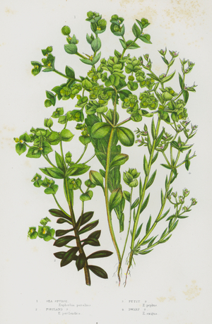 Flowering Plants of Great Britain: Sea Spurge, Portland Spurge, Petty Spurge, Dwarf Spurge (colour litho)
