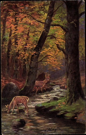 Artist Waldidylle, deer drinking at the stream, forest, autumn, foliage