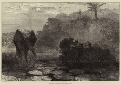 African Elephant-Shooting by Moonlight (engraving)