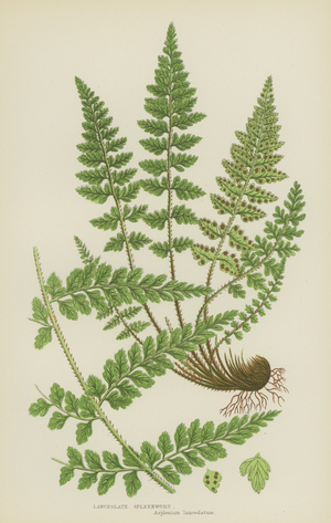 Lanceolate Spleenwort (colour litho)