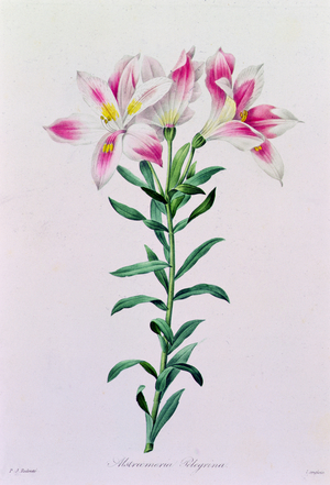 Alstroemeria Peregrina (coloured engraving)