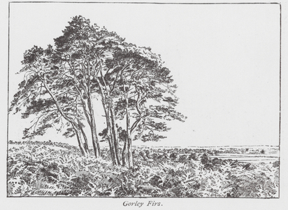 Gorley Firs (litho)