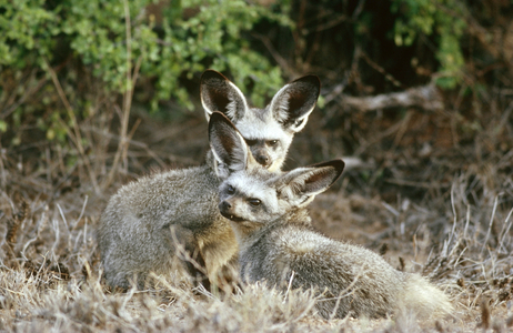 Bat-Eared Foxes, Kgalagadi Transfrontier Park, South Africa (photo)