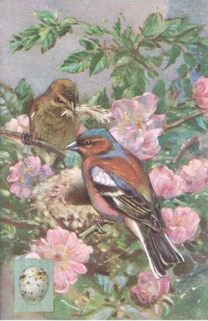 Chaffinches at their nest (colour litho)