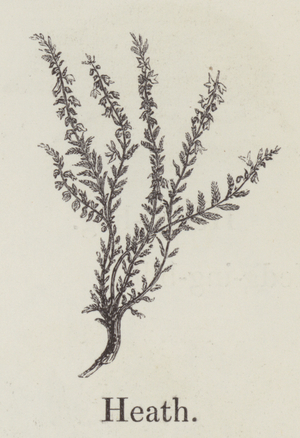 Heath (engraving)