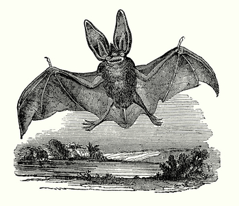 Bat flying (engraving)