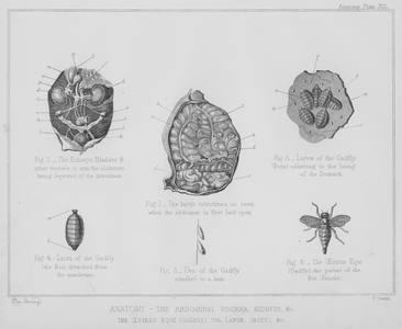 Anatomy, the abdominal viscera, kidneys, etc, the oestrus equi, gadfly, ova, larvae, bots etc (litho)
