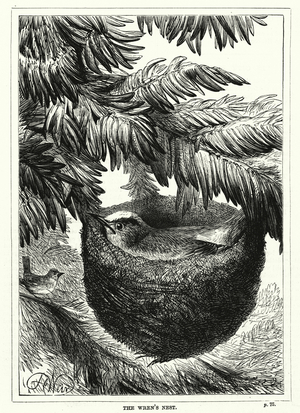 The Wren's Nest (engraving)