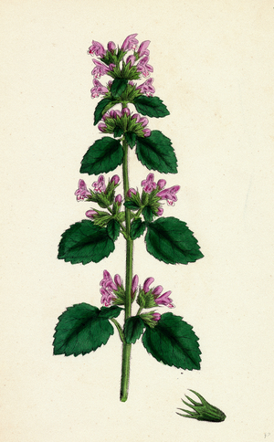 Ballota Nigra Var. Ruderalis Black Horehound Var. B.
