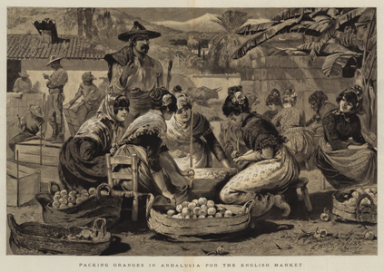 Packing Oranges in Andalusia for the English Market (engraving)