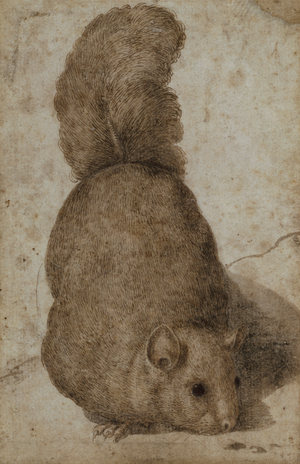 A Squirrel (pen and ink)