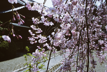 Cherry Viewing Festival, Japan (photo)